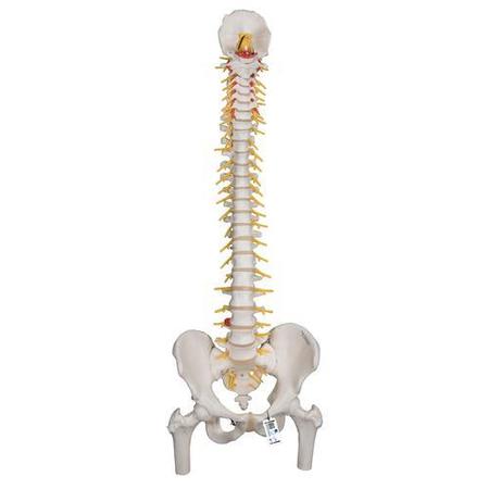 3B SCIENTIFIC Deluxe Flexible Spine Femur Heads - w/ 3B Smart Anatomy 1000126